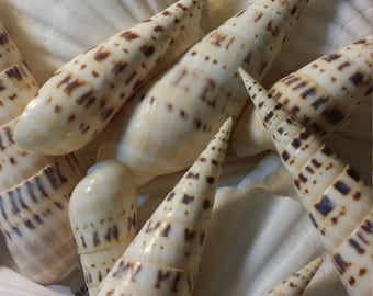 Spiral Cut Terebra Maculata Mollusk 5" to 6"; Authentic Seashell Collectibles 