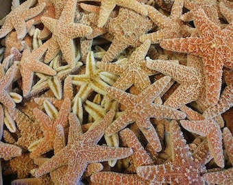 Real Dried Sugar Starfish
