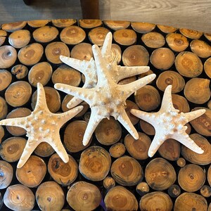 Large Natural/Tan Knobby Starfish