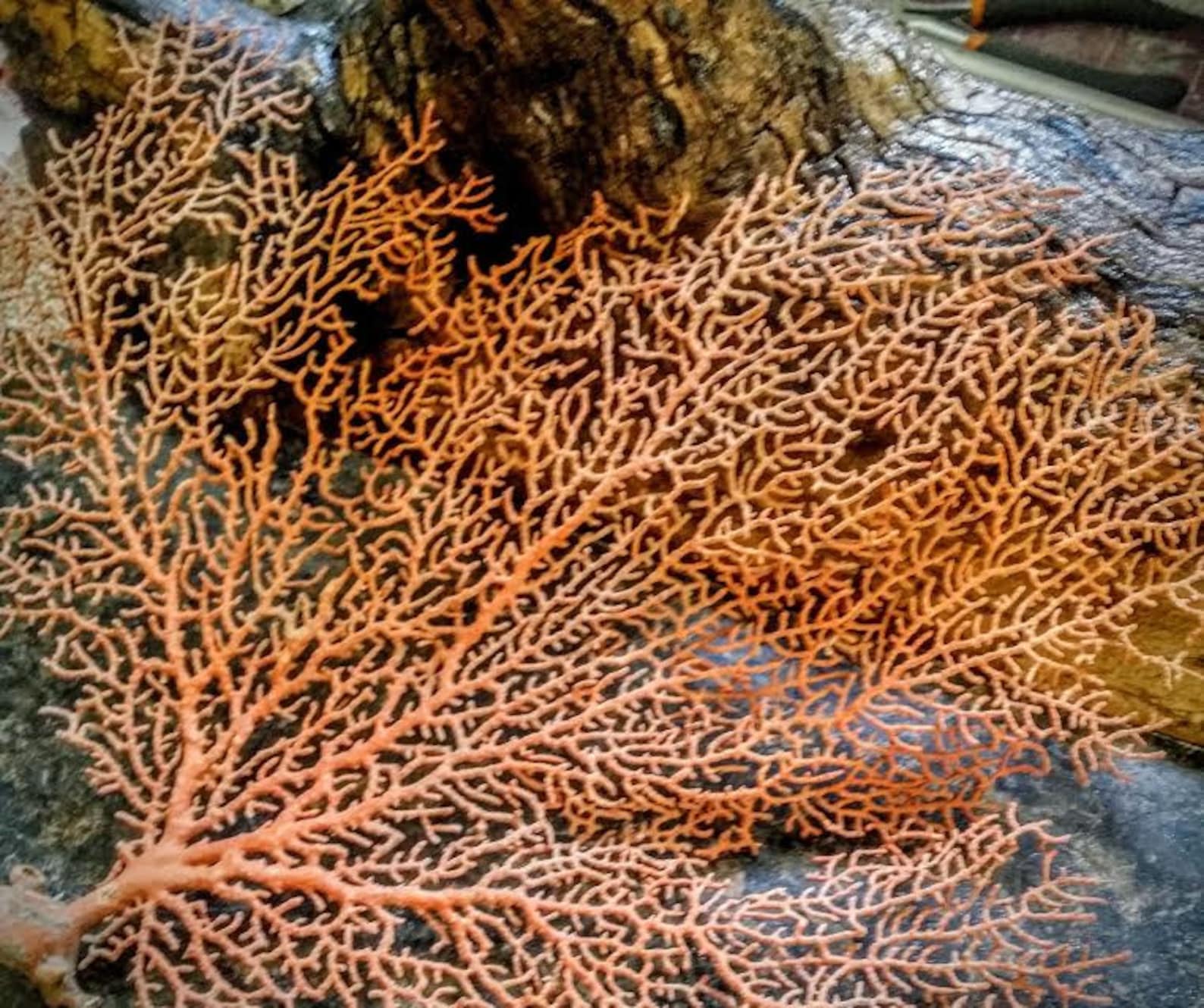 Natural Dried Sea Fan Coral Multiple Sizes Natural Color Rust Etsy