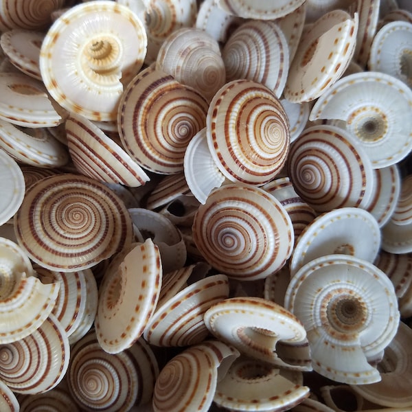 Sundial Shells ARCHITECTONICA PERSPECTIVA Arts Crafts Decor Seashell Home Decor Fibonacci Spiral Top Design Found In Nature Science Math