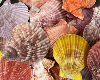 Pectin Nobilis Pairs Scallop Shell