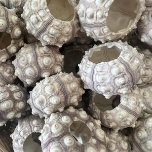 Purple Sputnik Urchin Shell