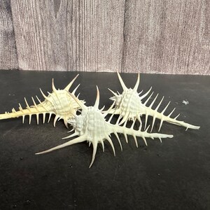 Kerslake’s Murex Shell