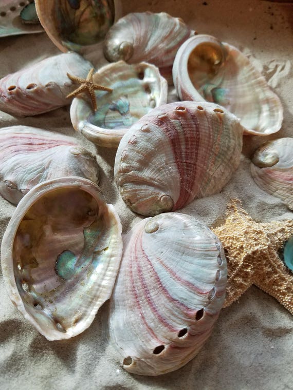 Red Abalone Sea Shells Small 2 3 Inches Bulk Crafting Etsy