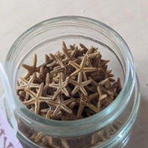 Bay Starfish