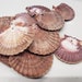 see more listings in the Seashells section