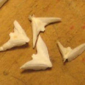 Sand Dollar Doves- Seagull Shape Bird in Flight- Coastal Arts & Crafts DIY- Lockets Frames