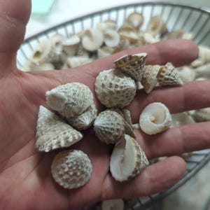 Natural Trochus Maculatus Seashells