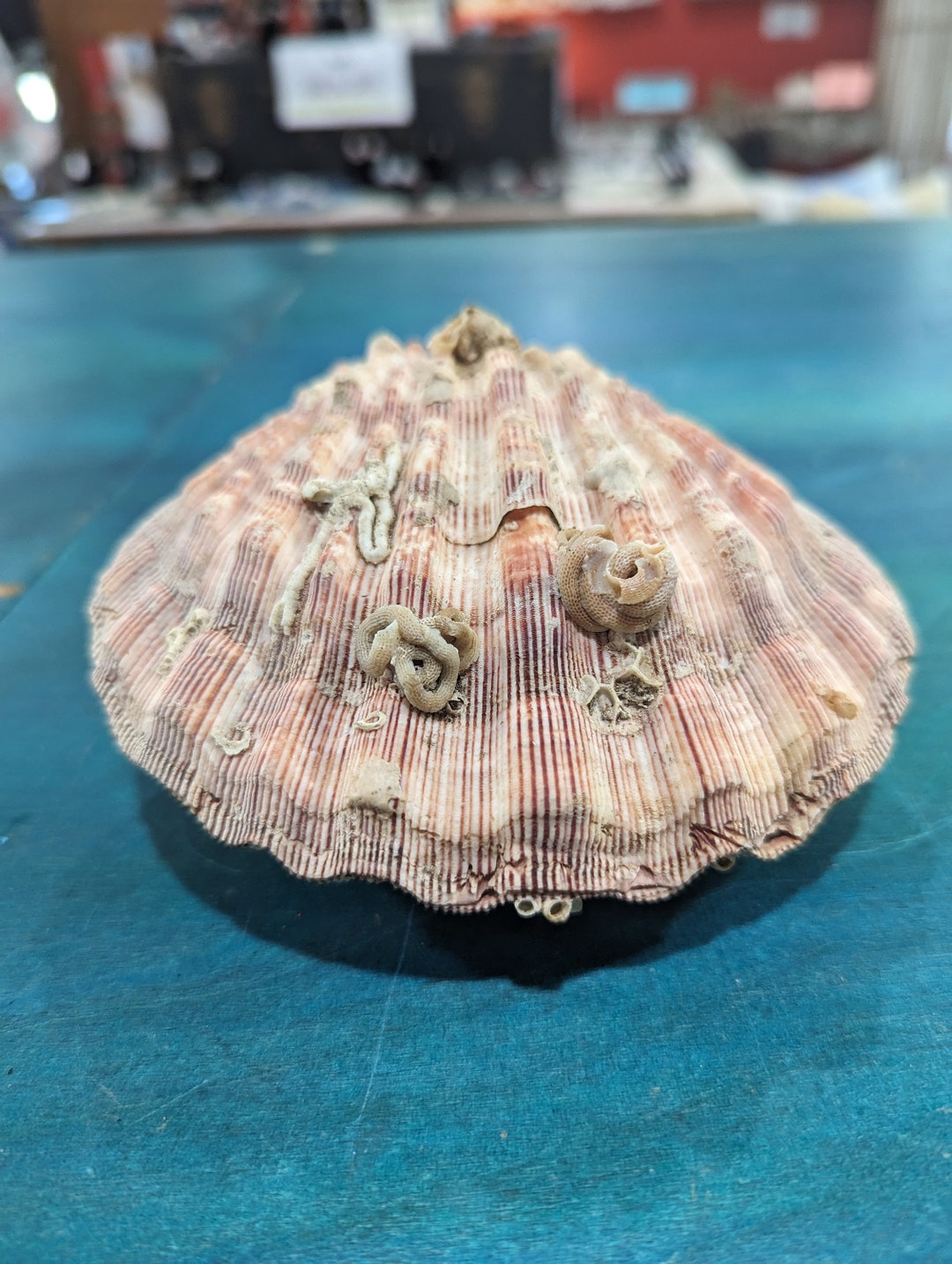 Natural Lion Paw Scallop PAIR Shell Unique Seashell Coastal Etsy