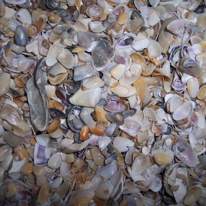 Shell Bits & Pieces Shards Beach Sand Tiny Little Shells for DIY Crafts ...