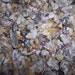Shell Bits & Pieces Shards Beach Sand Tiny Little Shells for DIY Crafts ...
