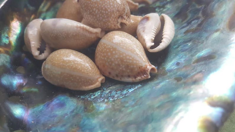 Spotted Eroded Gnawed Cowrie Cowry Shells 1-2 Seashells Beach Crafts Cream Ivory Taupe Beige Polka Dot Polished Tan Blue Stripe Graphic