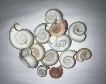 White Rams Horn Little Brown Stripes On Some Snail Shell Vintage Specimen shells Estate seashells, Brown White Strip Spiral Center