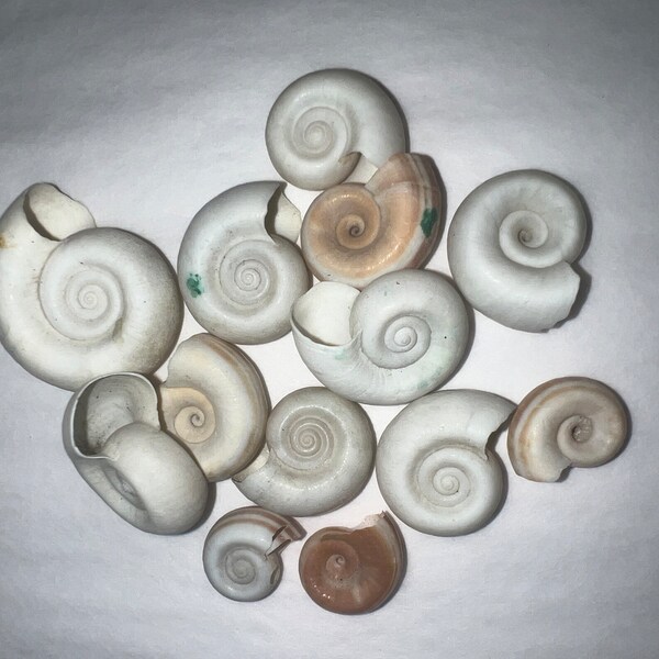 White Rams Horn Little Brown Stripes On Some Snail Shell Vintage Specimen shells Estate seashells, Brown White Strip Spiral Center