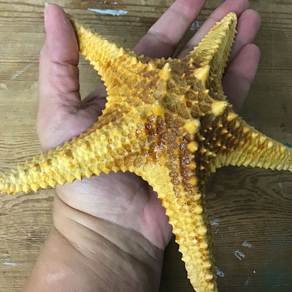 Starfish Decor - Etsy