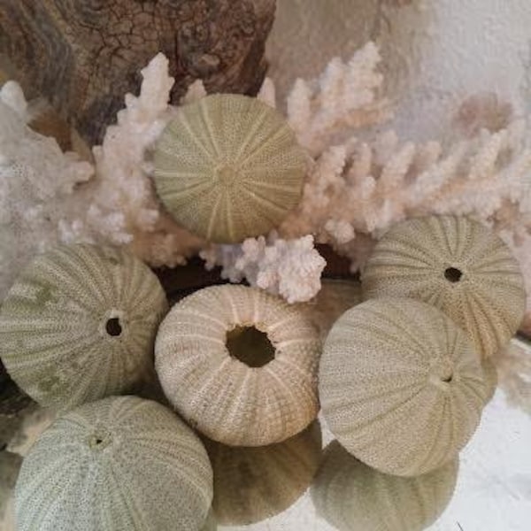Green Sea Urchin Shells Loose Sea Life Supplies Coastal Decor Arts Crafts Urchin Pastel Seashells Beach Decorating DIY arrangements