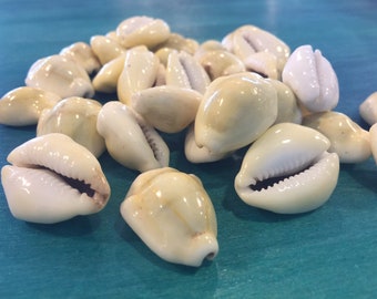 Yellow Money Cowrie Cowry Seashell Shells Supplies DIY Crafting Decorating Jewelry Making Jar Filler Centerpieces Frames Arrangements