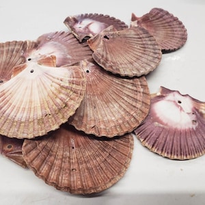 Drilled Mexican Flat Scallop Shells