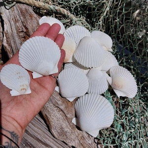 White Scallop Shell