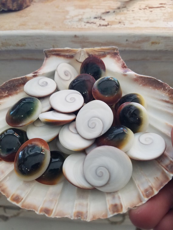 Polished Green Cat's Eye Turban Shells Seashells DIY Conch Shell Decor Ornament 