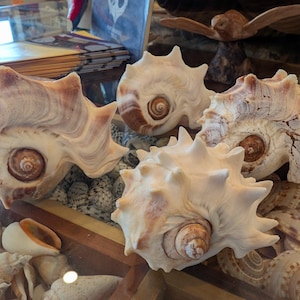 West Indies Crown Conch Shell (Melongena melongena)