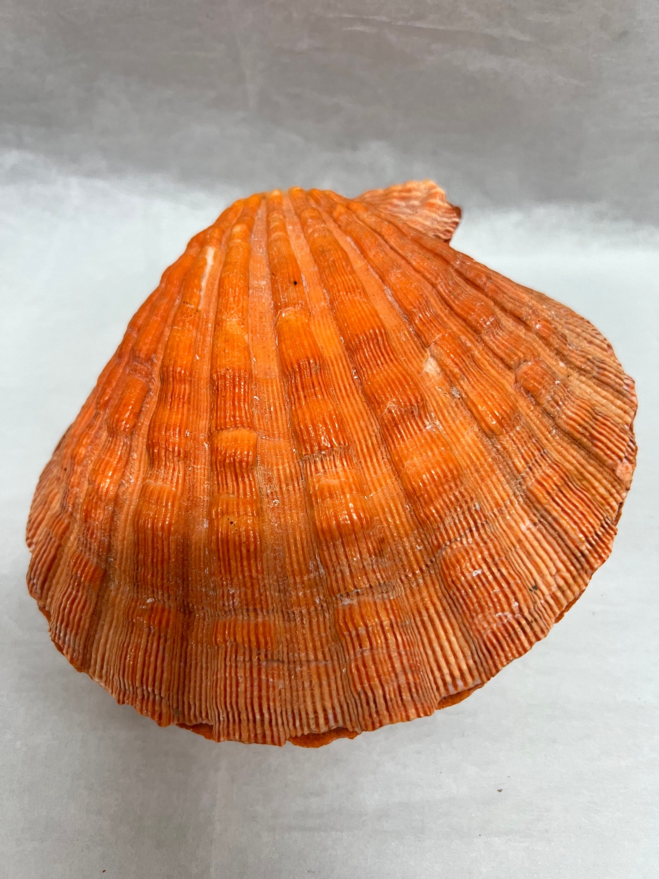 Natural Lions Paw Scallop Shell Large Seashells Coastal Home Decor Candles  Soap Dish Mermaid Costume DIY Bra Top Orange Yellow Rust Shells 