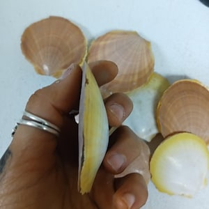 Non-Edged Asian Moon/Sun Scallop Pairs (Amusium pleuronecte)