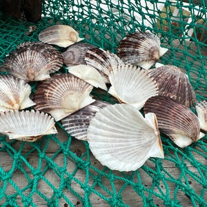 Assorted White and Black Scallop Shells