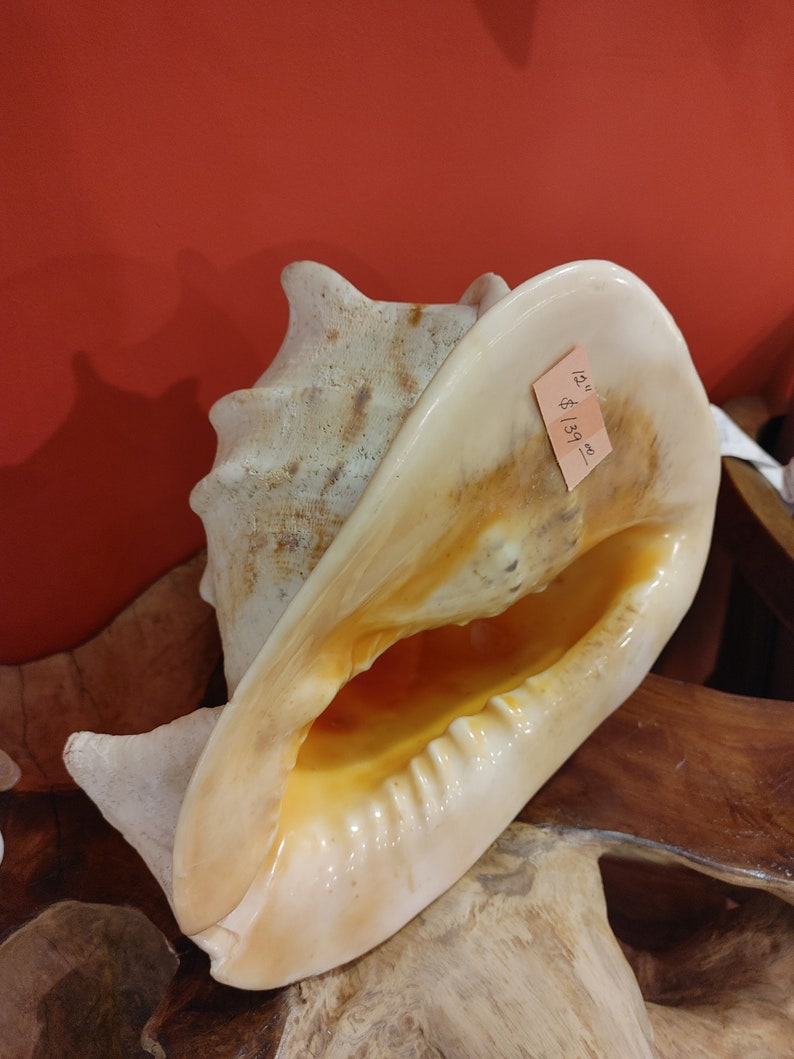 Large Yellow Helmet Shell Aged Worn Unique Features Fossil Ocean Life Mammoth Size Display Piece Coastal Home Decor Gift Collector Seashells