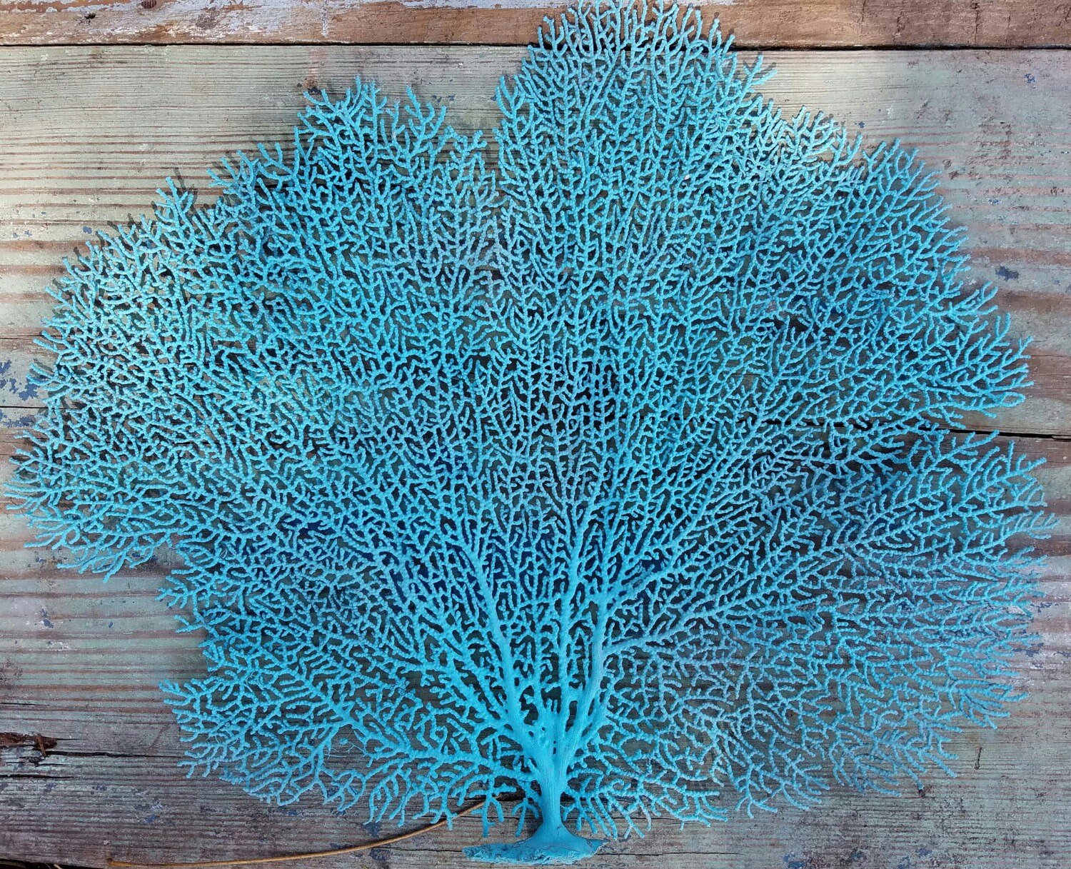 Large Natural Dried Sea Fan Coral Painted ANY Color Shadowbox Etsy