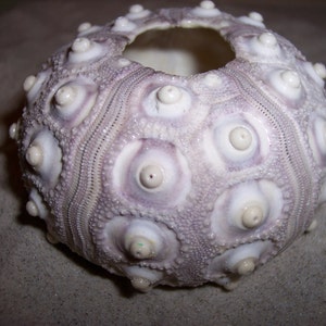 Sputnik Knob Sea Urchin Shells Natural Purple Color Ocean Air Plant Holder Supplies Candle Craft Beach Weddings Nautical Coastal Seashell image 4