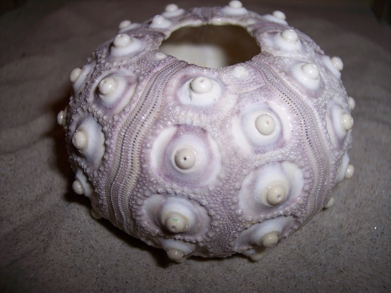 Sputnik Knob Sea Urchin Shells Natural Purple Color Ocean Air Plant Holder Supplies Candle Craft Beach Weddings Nautical Coastal Seashell image 4