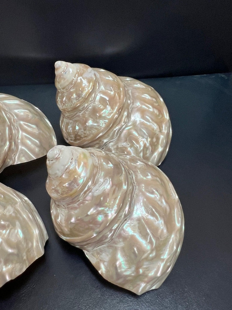 Undossa Shell Pearl Astraea Undosa Shell With Champagne Under Tones (grade A) - Etsy
