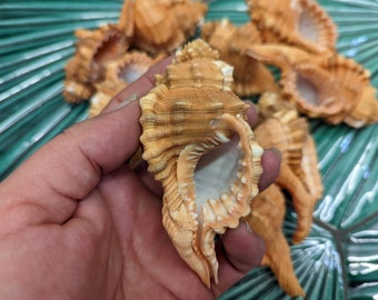 Pear Triton Conch Shell 3-4" CYMATIUM PYRUM Brown Tan White Spiral Top Seashell Display Shells Mantle Bookshelf Coastal Ocean Home Decor