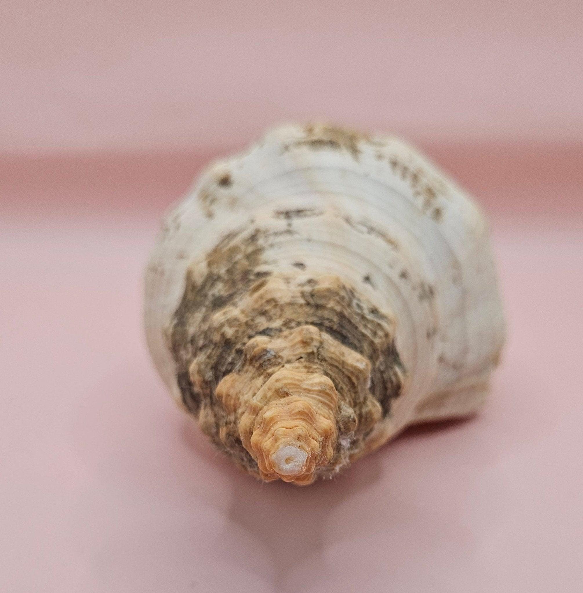 Large Horse Conch Shell – 10