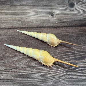 Shinbone Tibia Fusus Shell