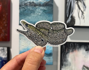 Moray Eel Vinyl Sticker