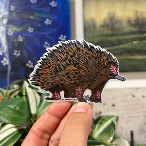 Sticker vinyle Echidné