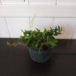 Peperomia puteolata ‘Diamond’ – Striking Striped Peperomia