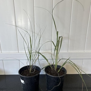 Sea Oats (Uniola paniculata) in 4–6 Inch Pot – Graceful Native Grass for Coastal-Inspired Gardens