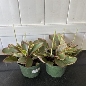 Peperomia Ginny in 4–6 Inch Pot – Easy Care Houseplant with Pink-Edged Leaves – Compact & Colorful