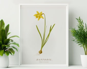 Framed Daffodil Print. Daffodil Botanical Print. Yellow Flower Print, Spring Flower Print. Boho Valentine Print. Valentine wildflower print.