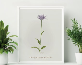 Unframed Round Headed Rampion Print. Botanical Print. UK Wildflower Illustration. Sussex Flower Print. Easter flower wall decor.