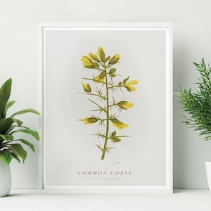 May include: A botanical illustration of a common gorse plant with yellow flowers and green leaves. The illustration is on a white background with the text "COMMON GORSE, Ulex Europaeus" at the bottom.