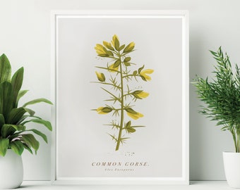 Unframed Gorse Print. Gorse Botanical Print. Common Gorse Print. British Wildflower Print. Gorse Poster. Easter flower wall decor