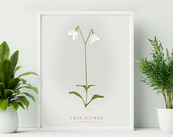 Framed Twin Flower Print. Scottish Wildflower Print. Linnaea Borealis Print. Scottish Flower. Cairngorms Print. Easter flower wall decor.