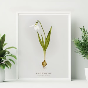 Ungerahmt Schneeglöckchen Druck. Schneeglöckchen Druck. Britische Wildblumen Illustration. Weiße Blumen Druck. Ostern Blumen-Wand-Dekor
