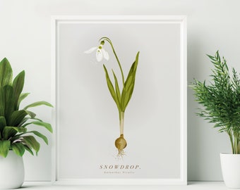 Framed Snowdrop Print. Snowdrop Botanical Print. British Wildflower Illustration. White Flower Print. Snowdrop Art. Snowdrop wall art.
