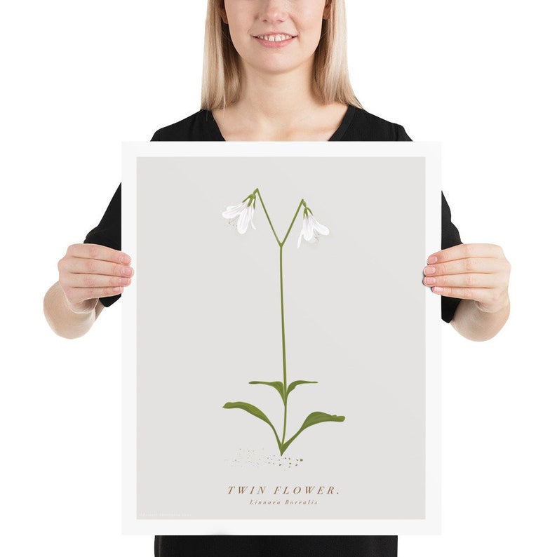Unframed Twin Flower Print. Scottish Wildflower Print. Linnaea Borealis Print. Scottish Flower Print. Cairngorms Print.